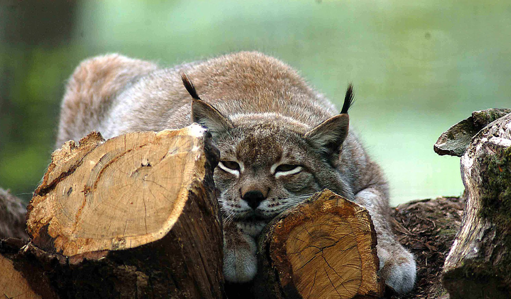 Lynx in the Vosges